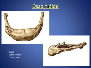 Osso hióide

Corpo
Corno menor
Corno maior

 