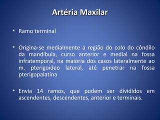 Artéria Maxilar
• Ramo terminal
• Origina-se medialmente a região do colo do côndilo
da mandíbula, curso anterior e medial na fossa
infratemporal, na maioria dos casos lateralmente ao
m. pterigoideo lateral, até penetrar na fossa
pterigopalatina
• Envia 14 ramos, que podem ser divididos em
ascendentes, descendentes, anterior e terminais.

 