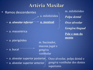Artéria Maxilar
• Ramos descendentes
– a. alveolar inferior

m. milohióideo
a. milohióidea

Polpa dental

a. mentual

Osso alveolar
Gengiva lingual

– a. massetérica
– a. pterigóidea
– a. bucal

Pele e mm do
mento
m. bucinador,
mucosa jugal e
gengiva
vestibular

– a. alveolar superior posterior Osso alveolar, polpa dental e
– a. alveolar superior anterior gengiva vestibular dos dentes
superiores

 