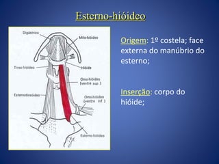 Esterno-hióideo
Origem: 1º costela; face
externa do manúbrio do
esterno;
Inserção: corpo do
hióide;

 