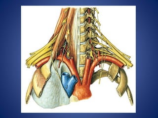 Anatomia do Pescoço