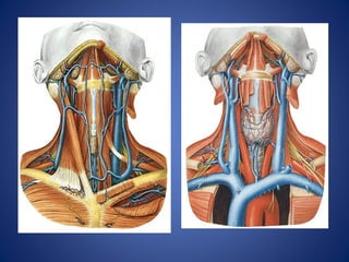 Anatomia do Pescoço