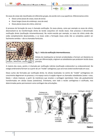 Escola Secundária/3 Morgado de Mateus

CURSO PROFISSIONAL TÉCNICO DE APOIO À GESTÃO DESPORTIVA

Os ossos do corpo são classificados em diferentes grupos, de acordo com a sua aparência. Diferenciamos entre:
 Ossos curtos (ossos do corpo, ossos do tarso)
 Ossos longos (ossos do antebraço, osso da coxa)
 Ossos planos (ossos do crânio, esterno)
O processo de formação do osso é chamado ossificação. Os ossos planos, como por exemplo os ossos do crânio,
desenvolvem-se da transformação direta do tecido conjuntivo em tecido ósseo. Este processo é denominado
ossificação direta (ossificação intramembranosa). No recém-nascido por exemplo, os ossos do crânio ainda não
estão completamente desenvolvidos, e os locais onde a formação óssea ainda não se completou podem ser
facilmente sentidos – são os chamados fontículos.

Fig. 1 - Início da ossificação intermembranosa.
Células do mesênquima se tornam arredondadas e formam um blastema no
qual, por diferenciação, originam-se osteoblastos que produzem tecido ósseo
primário.
A maioria dos ossos, porém, é chamada por ossificação indireta (ossificação endocondral ou endocondronal). No
estágio embrionário formam-se a partir de um “molde” catilaginoso, que será mais tarde transformado em osso.
Ossos curtos são formados por ossificação direta. As células localizadas no centro do “molde” cartilaginoso em
crescimento degeneram no processo, e no espaço vazio aí surgido migram os chamados osteoblastos (osteo = osso,
blasto = célula imatura), a partir da membrana que envolve a cartilagem (periósteo). Estes são gradualmente
transformados em células ósseas (osteócitos). Entretanto, nem todo o tecido cartilaginoso é ossificado, mas
determinadas partes permanecem como cartilagem das articulações.

Figura 1
2

 
