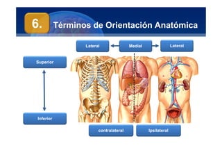 Anatomía Humana
Manuel Arrelucea Delgado
Términos de Orientación Anatómica
6.
Inferior
Superior
contralateral
Lateral
Medial
Lateral
Ipsilateral
 