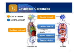 Anatomía Humana
Manuel Arrelucea Delgado
Cavidades Corporales
15
Cavidad abdominal
Cavidad pélvica
Cavidad torácica
CAVIDAD DORSAL
CAVIDAD ANTERIOR
Cavidad craneal
Conducto vertebral • Cavidad Pleural
• Cavidad Pericardica
• Mediastino
7.
 
