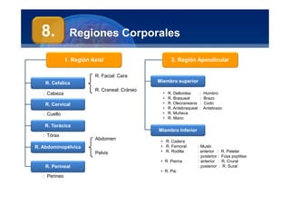 Anatomía Humana
Manuel Arrelucea Delgado
Regiones Corporales
: Cabeza
: Cuello
: Tórax
Abdomen
Pelvis
: Perineo
R. Facial: Cara
R. Craneal: Cráneo
• R. Deltoidea : Hombro
• R. Braqueal : Brazo
• R. Olecraneana : Codo
• R. Antebraqueal : Antebrazo
• R. Muñeca
• R. Mano
• R. Cadera
• R. Femoral : Muslo
• R. Rodilla : anterior : R. Patelar
: posterior : Fosa poplítea
• R. Pierna : anterior : R. Crural
: posterior : R. Sural
• R. Pie
1. Región Axial
R. Cefalica
R. Cervical
R. Abdominopélvica
R. Torácica
R. Perineal
2. Región Apendicular
Miembro Inferior
Miembro superior
8.
 
