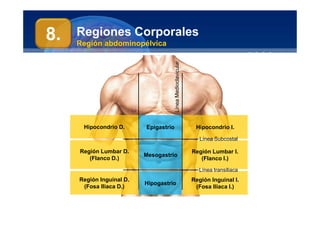 Anatomía Humana
Manuel Arrelucea Delgado
Hipocondrio D.
Regiones Corporales
Región abdominopélvica
Hipocondrio I.
Epigastrio
Región Lumbar D.
(Flanco D.)
Región Lumbar I.
(Flanco I.)
Mesogastrio
Región Inguinal D.
(Fosa Iliaca D.)
Región Inguinal I.
(Fosa Iliaca I.)
Hipogastrio
8.
Línea
Medioclavicular
Línea Subcostal
Línea transiliaca
 