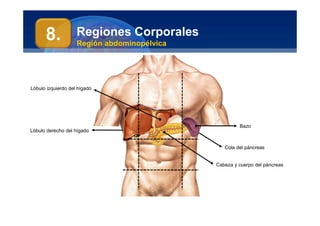 Regiones Corporales
Región abdominopélvica
Cabeza y cuerpo del páncreas
Cola del páncreas
Bazo
Lóbulo derecho del hígado
Lóbulo izquierdo del hígado
8.
 