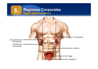 Anatomía Humana
Manuel Arrelucea Delgado
Regiones Corporales
Región abdominopélvica
8.
2/3 superiores del
riñón derecho
1/3 inferior del
riñón derecho
Uréteres
Gl. Suprarrenal
Próstata (*)
Vejiga
 