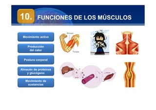 Anatomía Humana
Manuel Arrelucea Delgado
FUNCIONES DE LOS MÚSCULOS
Bíceps
Tíceps
10.
Movimiento activo
Producción
del calor
Postura corporal
Almacén de proteínas
y glucógeno
Movimiento de
sustancias
 