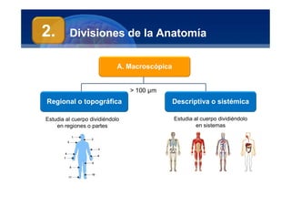 Anatomía Humana
Manuel Arrelucea Delgado
Divisiones de la Anatomía
Regional o topográfica
A. Macroscópica
Descriptiva o sistémica
2.
> 100 µm
Estudia al cuerpo dividiéndolo
en regiones o partes
Estudia al cuerpo dividiéndolo
en sistemas
 