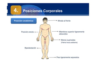 Anatomía Humana
Manuel Arrelucea Delgado
Posiciones Corporales
Mirada al frente
Manos supinadas
(Palma hacia adelante)
Pies ligeramente separados
Miembros superior ligeramente
abducidos
Bipedestación
Posición anatómica
4.
Posición erecta
 