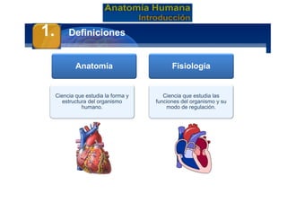 Anatomía Humana
Manuel Arrelucea Delgado
Anatomía
Ciencia que estudia la forma y
estructura del organismo
humano.
Fisiología
Ciencia que estudia las
funciones del organismo y su
modo de regulación.
1. Definiciones
 