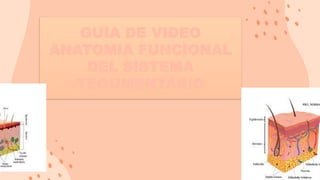 GUIA DE VIDEO
ANATOMIA FUNCIONAL
DEL SISTEMA
TEGUMENTARIO
 