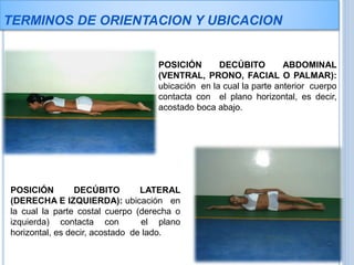 TERMINOS DE ORIENTACION Y UBICACION
POSICIÓN DE SENTADO: posición en la
cual el cuerpo se apoya en la región glútea
y part...