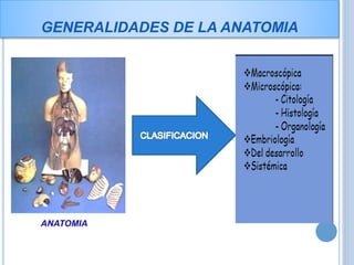CLASIFICACION DE ANATOMIA
 ANATOMÍA MACROSCÓPICA: estudia los elementos
corporales grandes, observables a simple vista.
...