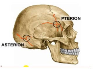 anatomia.pptx