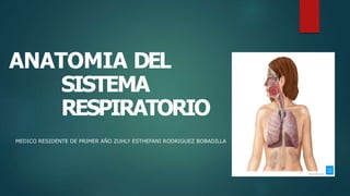 ANATOMIA DEL
SISTEMA
RESPIRATORIO
MEDICO RESIDENTE DE PRIMER AÑO ZUHLY ESTHEFANI RODRIGUEZ BOBADILLA
 