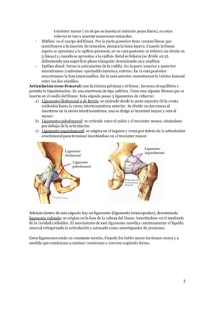 trocánter menor ( en el que se inserta el músculo psoas ilíaco), es estos
relieves se van a insertar numerosos músculos.
- Diáfisis: es el cuerpo del fémur. Por la parte posterior tiene crestas/líneas que
contribuyen a la inserión de músculos, destaca la línea áspera. Cuando la líneas
áspera se aproxima a la epífisis proximal, en su cara posterior se trifurca (se divide en
3 líneas) y, cuando se aproxima a la epífisis distal se bifurca (se divide en 2),
delimitando una superficie plana triangular denominada cara poplítea.
- Epífisis distal: forma la articulación de la rodilla. En la parte anterior y posterior
encontramos 2 salientes: epicóndilo interno y externo. En la cara posterior
encontramos la fosa intercondílea. En la cara anterior encontramos la tróclea femoral
entre los dos cóndilos.
Articulación coxo-femoral: une la cintura pelviana y el fémur, favorece el equilibrio y
permite la bipedestación. Es una enartrosis de tipo esférica. Tiene una cápsula fibrosa que se
inserta en el cuello del fémur. Esta cápsula posee 3 ligamentos de refuerzo:
a) Ligamento iliofemoral o de Bertin: se extiende desde la parte superior de la cresta
cotiloidea hasta la cresta intertrocantérea anterior. Se divide en dos ramas al
insertarse en la cresta intertrocantérea, una se dirige al trocánter mayor y otra al
menor.
b) Ligamento pubofemoral: se extiende entre el pubis y el trocánter menor, situándose
por debajo de la articulación.
c) Ligamento isquiofemoral: se origina en el isquion y cruza por detrás de la articulación
coxofemoral para terminar insertándose en el trocánter mayor.
Además dentro de esta cápsula hay un ligamento (ligamento intracapsular), denominado
ligamento redondo: se origina en la fosa de la cabeza del fémur, insertándose en el trasfondo
de la cavidad cotiloidea. El movimiento de este ligamento moviliza continuamente el líquido
sinovial refrigerando la articulación y actuando como amortiguador de presiones.
Estos ligamentos están en constante torsión. Cuando los bebés nacen los tienen rectos y a
medida que comienzan a caminar comienzan a torcerse cogiendo forma.
2
a64b0469ff35958ef4ab887a898bd50bdfbbe91a-6544164
 