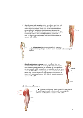● Músculo tensor de la fascia lata: motor secundario. Se origina en la
espina ilíaca anterosuperior y la cresta ilíaca. Se continua con un
vientre muscular pequeño que se sigue de una lámina tendinosa
que se suelda a la fascia femoral, formando un engrosamiento
fibroso llamado tracto iliotibial ( engrosamiento lateroexterno de la
fascia lata). Termina en la cara lateral del borde superior de la
tibia. Es flexor, separador y rotador interno del muslo (cadera) y
extensor de la rodilla.
● Músculo sartorio: motor secundario. Se origina en
la espina anteriosuperior y se inserta en la cara interna de la tibia, en la parte
superior.
● Músculo recto anterior o femoral: motor secundario. Es el más
superficial de las cabezas de los cuádriceps. Se origina en la espina
ilíaca anteroinferior y por encima del acetábulo del coxal, a medida
que se acerca a la rodilla se transforma en un tendón que forma parte
del tendón del cuádriceps en cuyo espesor se encuentra la rótula. Por
debajo de la rótula se transforma en el ligamento rotuliano, que se
inserta en la tuberosidad anterior de la tibia. Es flexor de la cadera y
extensor de la rodilla.
2) Extensión de la cadera:
● Músculo glúteo mayor: motor primario. Grueso músculo
de la pelvis, que forma la región conocida como nalga. Es
extensor, rotador externo y separador de la cadera.
4
a64b0469ff35958ef4ab887a898bd50bdfbbe91a-6544164
 