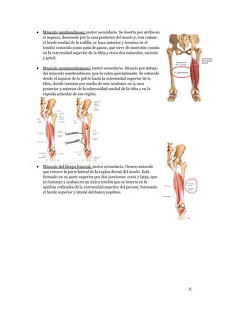 ● Músculo semitendinoso: motor secundario. Se inserta por arriba en
el isquion, desciende por la cara posterior del muslo y, tras rodear
el borde medial de la rodilla, se hace anterior y termina en el
tendón conocido como pata de ganso, que sirve de inserción común
en la extremidad superior de la tibia y otros dos músculos, sartorio
y grácil.
● Músculo semimembranoso: motor secundario. Situado por debajo
del músculo semitendinoso, que lo cubre parcialmente. Se extiende
desde el isquion de la pelvis hasta la extremidad superior de la
tibia, donde termina por medio de tres tendones en la cara
posterior y anterior de la tuberosidad medial de la tibia y en la
cápsula articular de esa región.
● Músculo del bíceps femoral: motor secundario. Grueso músculo
que recorre la parte lateral de la región dorsal del muslo. Está
formado en su parte superior por dos porciones: corta y larga, que
se fusionan y acaban en un único tendón que se inserta en la
apófisis estiloides de la extremidad superior del peroné, formando
el borde superior y lateral del hueco poplíteo.
5
a64b0469ff35958ef4ab887a898bd50bdfbbe91a-6544164
 