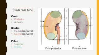 ANATOMIA renal2222222222222222222222.pptx