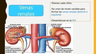 ANATOMIA renal2222222222222222222222.pptx