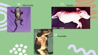 Anatomía del aparato locomotor de los animales domésticos | PPTX