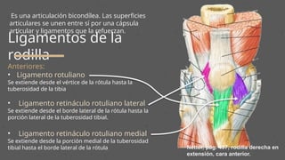 Rotula Netter presentacion Anatomica del miembro inferior | PPTX