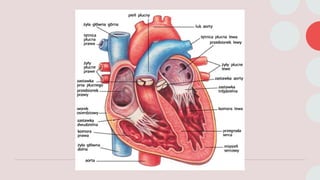 Comprehensive Overview of the Human Circulatory System and Heart ...