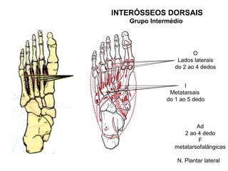 INTERÓSSEOS DORSAIS
   Grupo Intermédio




                        O
                  Lados laterais
                 do 2 ao 4 dedos


                     I
               Metatarsais
              do 1 ao 5 dedo



                         Ad
                    2 ao 4 dedo
                         F
                 metatarsofalângicas

                 N. Plantar lateral
 