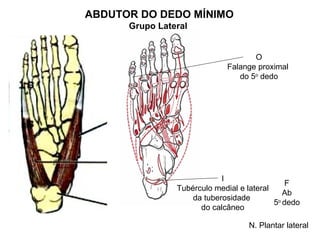 ABDUTOR DO DEDO MÍNIMO
      Grupo Lateral


                                    O
                             Falange proximal
                                do 5o dedo




                            I
                                               F
                Tubérculo medial e lateral
                                              Ab
                    da tuberosidade
                                           5o dedo
                      do calcâneo

                                   N. Plantar lateral
 