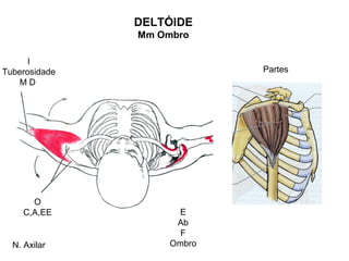 DELTÓIDE
               Mm Ombro

      I
Tuberosidade               Partes
   MD




      O
    C,A,EE          E
                    Ab
                     F
  N. Axilar        Ombro
 
