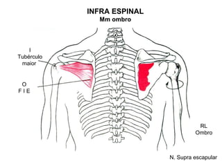 INFRA ESPINAL
              Mm ombro



    I
Tubérculo
 maior


 O
FIE




                                      RL
                                     Ombro



                            N. Supra escapular
 