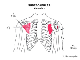 SUBESCAPULAR
              Mm ombro

       I
     T Me



O
FS




                                   RL
                                  Ombro



                           N. Subescapular
 