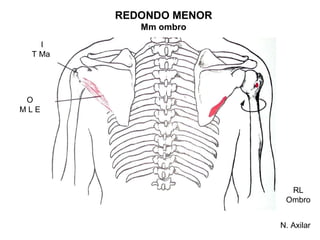 REDONDO MENOR
           Mm ombro
   I
 T Ma




 O
MLE




                          RL
                         Ombro


                        N. Axilar
 