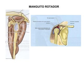 MANGUITO ROTADOR
 