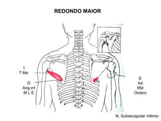 REDONDO MAIOR




  I
T Me
                                       E
   O                                  Ad
 Ang inf                              RM
 MLE                                 Ombro




                           N. Subescapular inferior
 