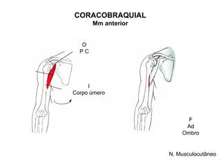 CORACOBRAQUIAL
       Mm anterior


  O
  PC




     I
Corpo úmero



                           F
                          Ad
                         Ombro


                     N. Musculocutâneo
 