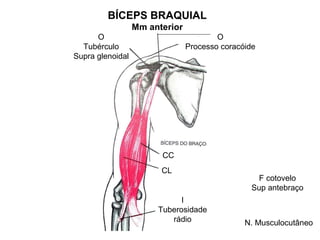 BÍCEPS BRAQUIAL
                  Mm anterior
      O                                 O
  Tubérculo                     Processo coracóide
Supra glenoidal




                        CC
                        CL
                                                  F cotovelo
                                                 Sup antebraço
                             I
                       Tuberosidade
                          rádio                N. Musculocutâneo
 