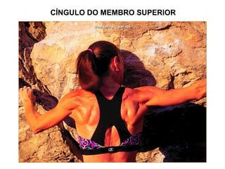 CÍNGULO DO MEMBRO SUPERIOR
 