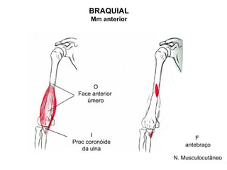 BRAQUIAL
      Mm anterior




       O
  Face anterior
     úmero




       I
                            F
Proc coronóide
                        antebraço
   da ulna
                    N. Musculocutâneo
 
