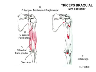 TRÍCEPS BRAQUIAL
                    O
     C Longa - Tubérculo infraglenoidal
                                             Mm posterior




      O
   C Lateral
  Face lateral


    O
 C Medial
Face medial
                                                       E
        I                                          antebraço
    Olecrano
                                                    N. Radial
 
