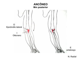 ANCÔNEO
                     Mm posterior




       O
Epicôndilo lateral

           I
       Olécrano




                                        E
                                    antebraço


                                     N. Radial
 
