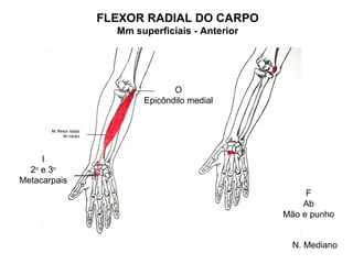 FLEXOR RADIAL DO CARPO
                Mm superficiais - Anterior




                            O
                     Epicôndilo medial




     I
  2o e 3o
Metacarpais
                                                  F
                                                 Ab
                                             Mão e punho


                                               N. Mediano
 