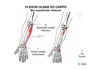 FLEXOR ULNAR DO CARPO
  Mm superficiais- Anterior




              O
       Epicôndilo medial
           Olécrano




        I
  Ossos carpais                 F
   metacarpais                 Ad
                              Punho


                              N. Ulnar
 