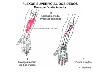 FLEXOR SUPERFICIAL DOS DEDOS
              Mm superficiais- Anterior

                           O
                    Epicôndilo medial
                   Processo coronóide




         I                                      F
Falanges médias                           Punho e dedos
 do II ao V dedo
                                            N. Mediano
 