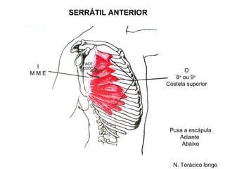 SERRÁTIL ANTERIOR




         FACE
 I       COSTAL
                                 O
MME
                             8a ou 9a
                          Costela superior




                           Puxa a escápula
                              Adiante
                               Abaixo


                            N. Torácico longo
 