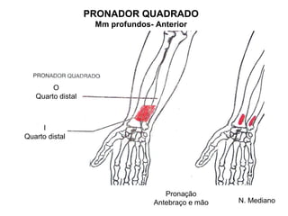 PRONADOR QUADRADO
                    Mm profundos- Anterior




        O
   Quarto distal



     I
Quarto distal




                                     Pronação
                                  Antebraço e mão   N. Mediano
 