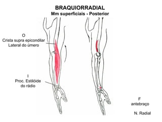 BRAQUIORRADIAL
                           Mm superficiais - Posterior



           O
Crista supra epicondilar
   Lateral do úmero




              I
       Proc. Estilóide
          do rádio


                                                             F
                                                         antebraço

                                                          N. Radial
 